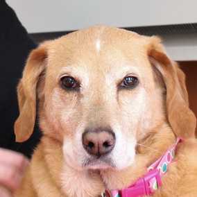 Neela