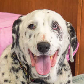 Domino
