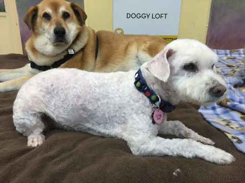 Sir Fluffernutter