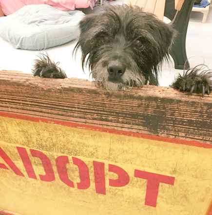 Macduff
