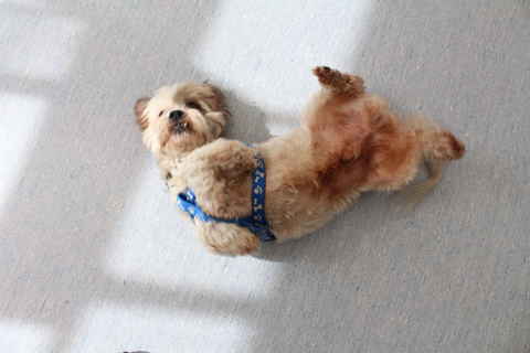 Colby