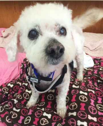 Bailey