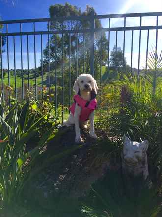 Leila