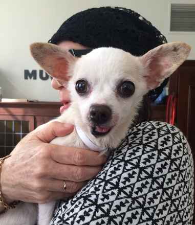 Tango (Poppy)