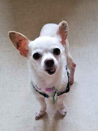 Tango (Poppy)