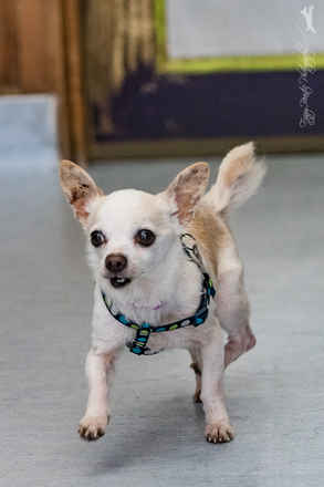 Tango (Poppy)