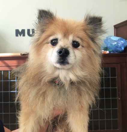 Salsa