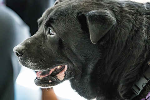 Hector