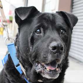 Hector