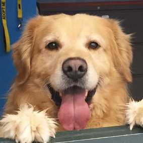Duke