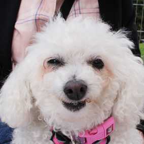Lola
