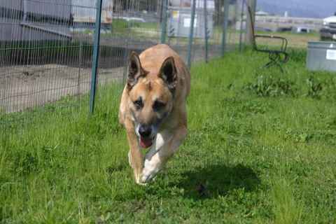 Strider