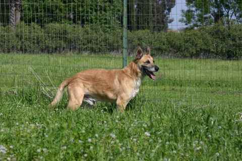 Strider