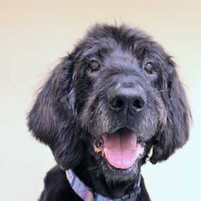Cooper