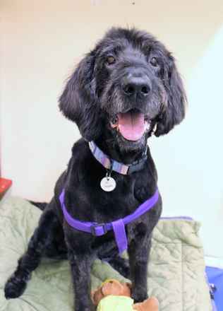 Cooper