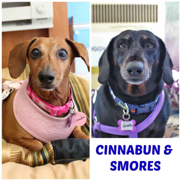 Cinnabun and Smores