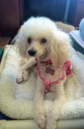 Bijou