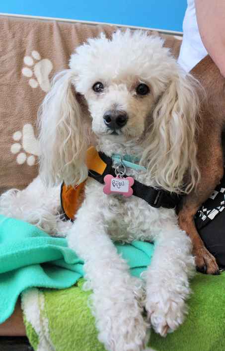 Bijou