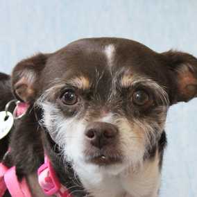 Peggy Sue