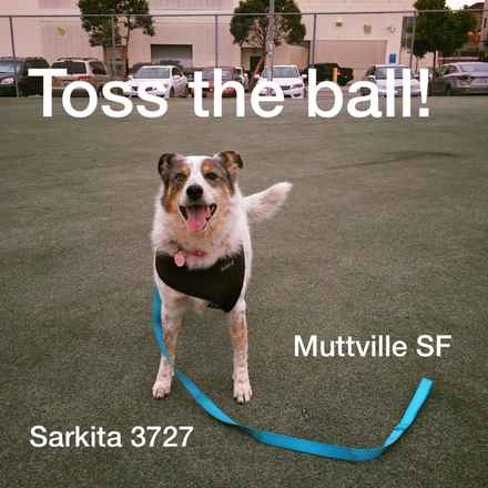 Sarkita