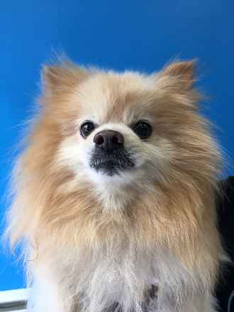 Albie