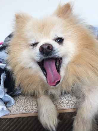 Albie