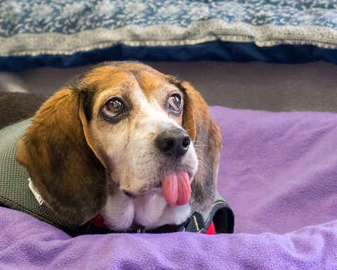 Tico