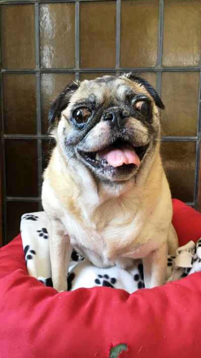Pugtato