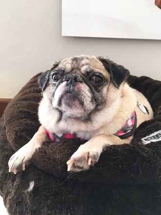 Pugtato