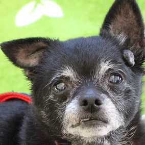 Corky