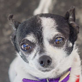 Dottie
