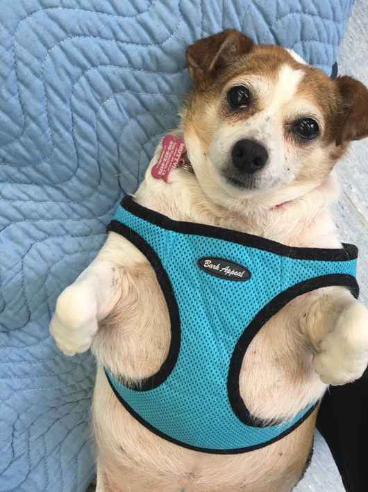 Darla
