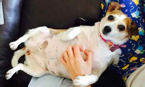 Darla