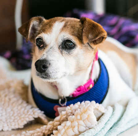 Darla