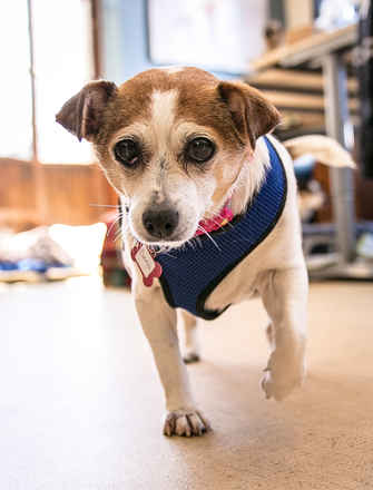 Darla