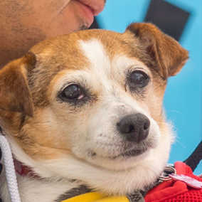 Darla