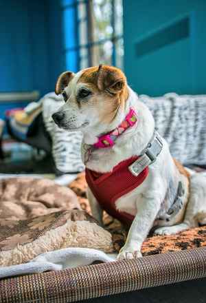 Darla