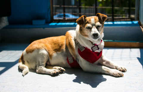 Darla