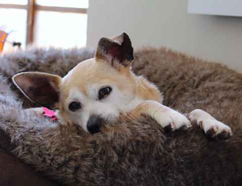 Minky