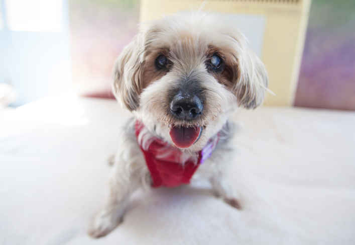 Poochie