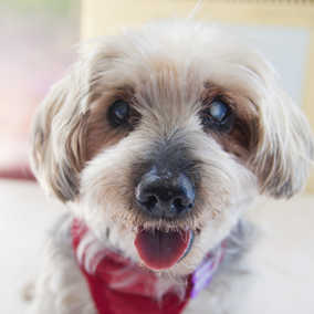 Poochie