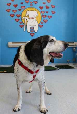 Buster
