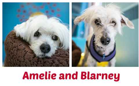 Amelie & Blarney