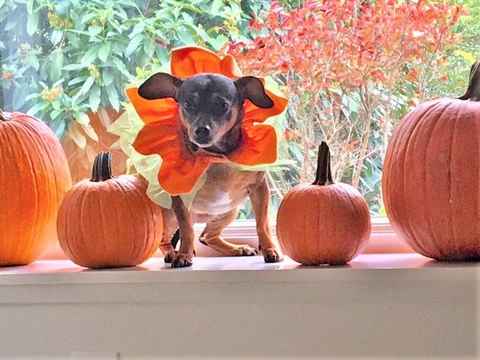 Pumpkin