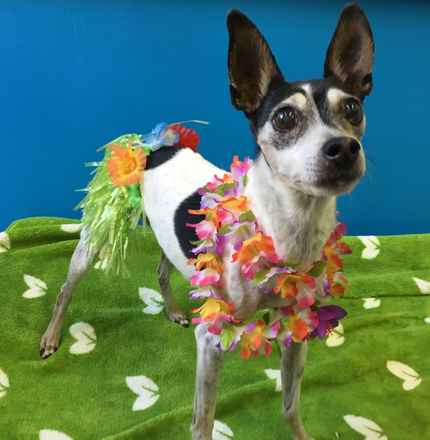 Miss Mai Tai