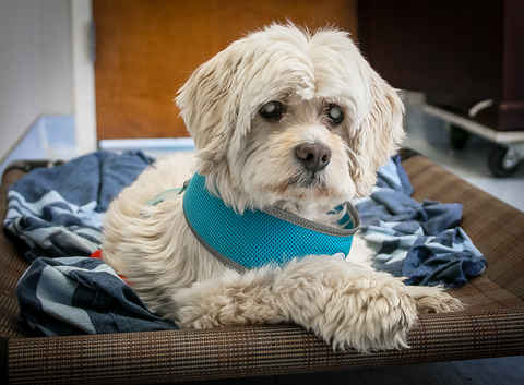 Milo