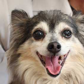 Chiquita