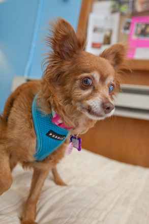 Trixie