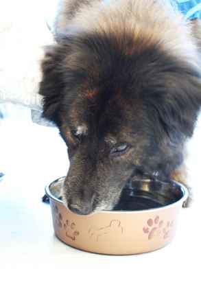 Pepper