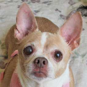 Ziggy